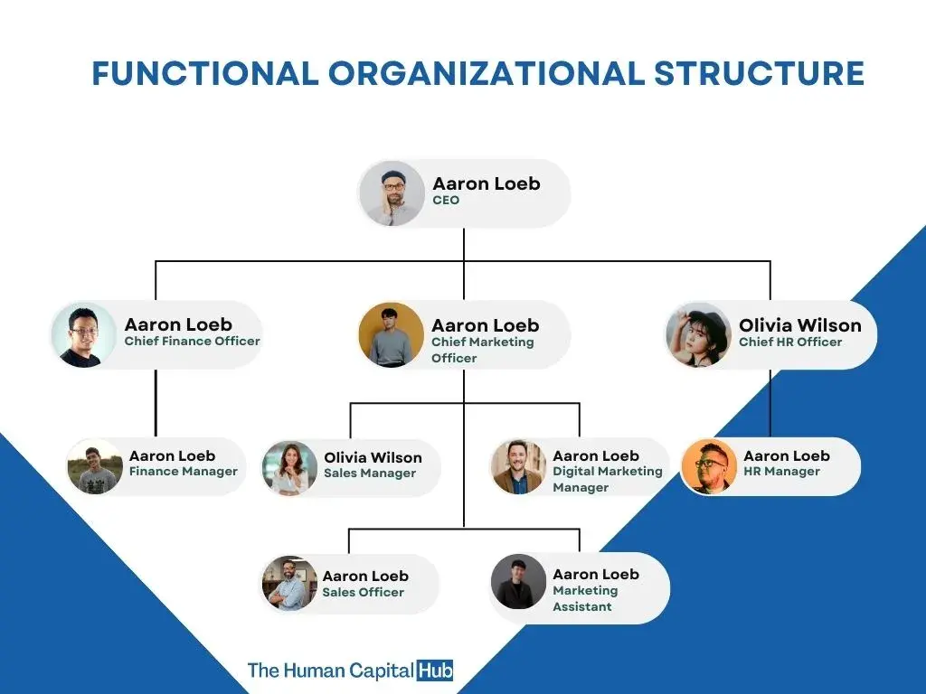 the infographic shows a visual representation of the functional organizational structure