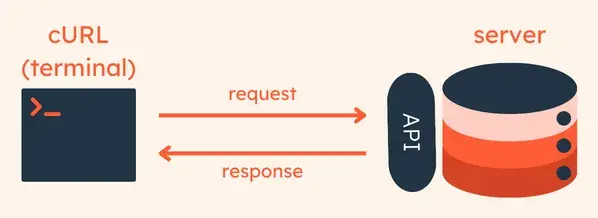 A diagram showing the relationship between curl and an api/server, showing how a terminal sends a request to an API and then receives a response from the API