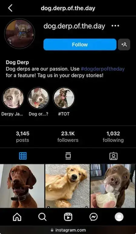 screenshot showing a sample “dog derps” instagram profile.