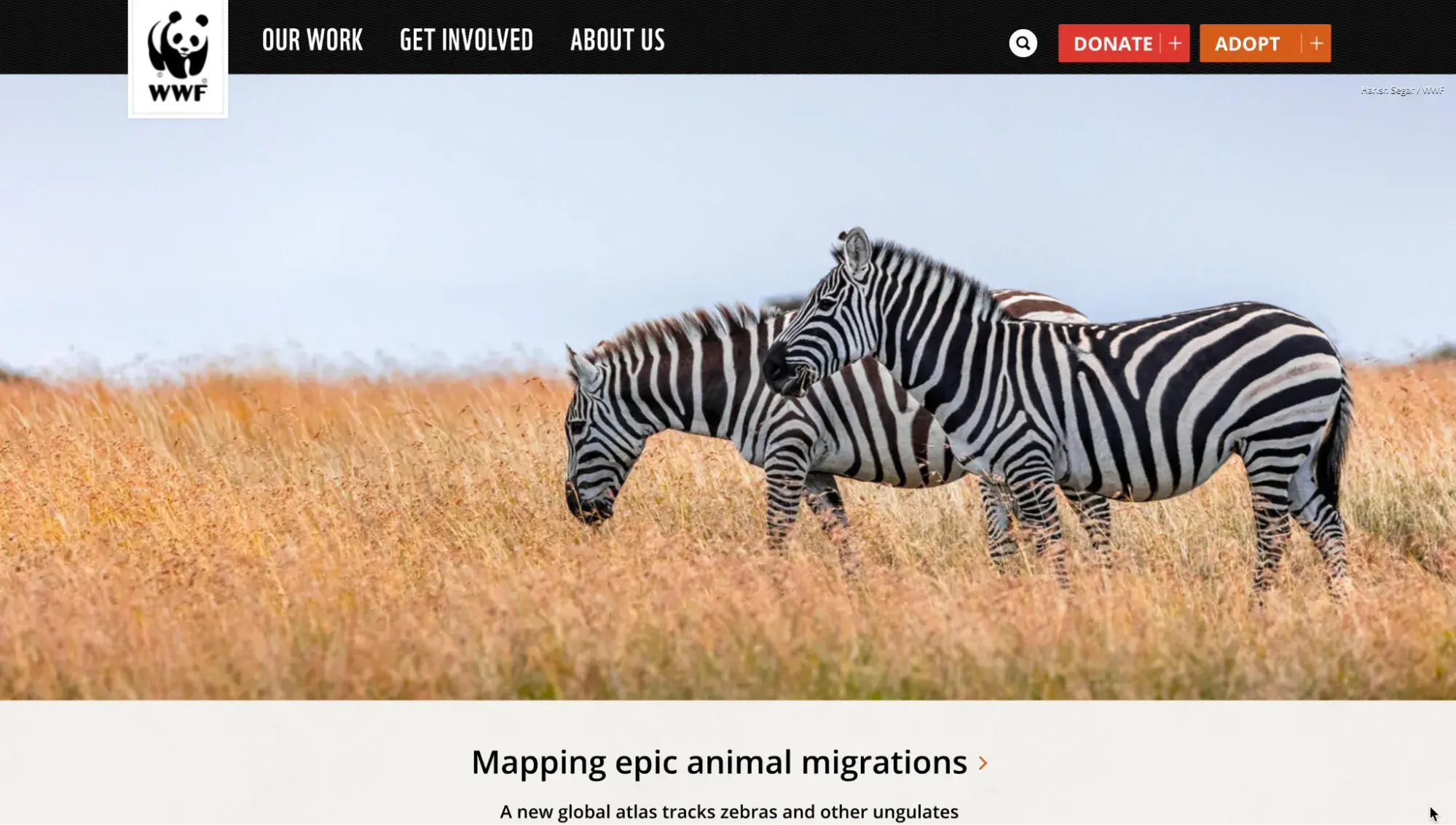 informational website example,  WWF